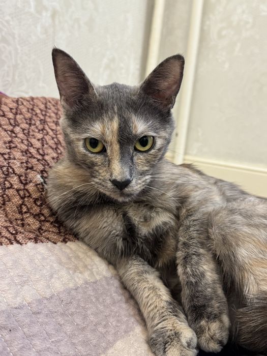 Отдам кошку (девочка) в добрые руки                                  )