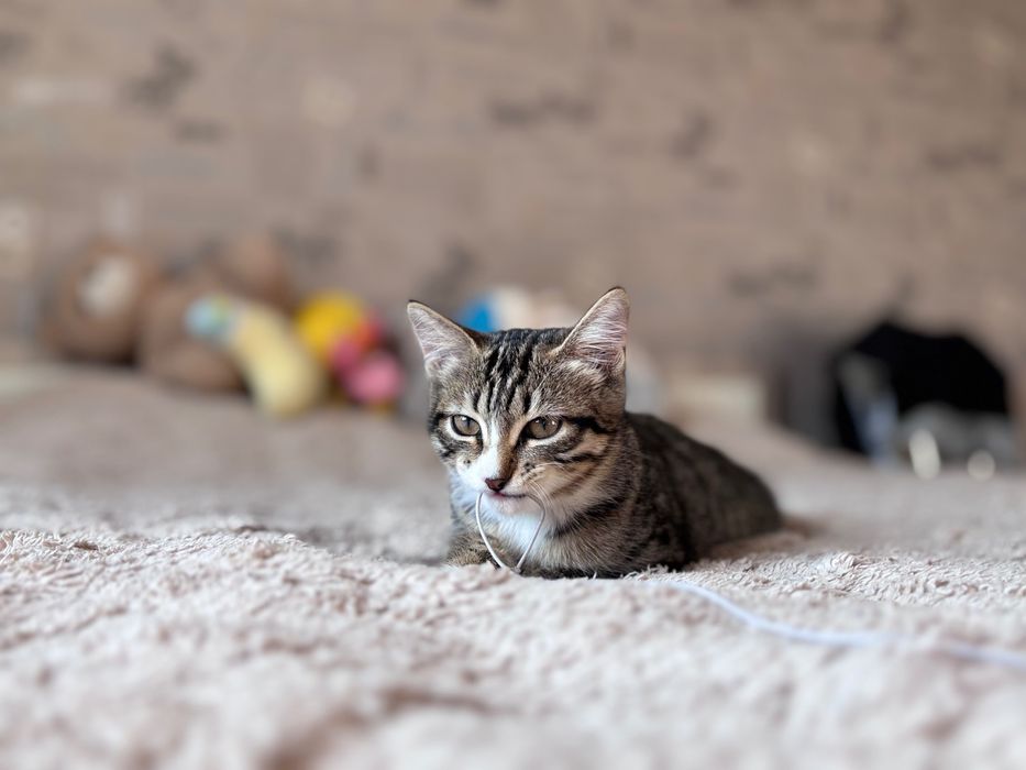 Ищем семью для котенка
