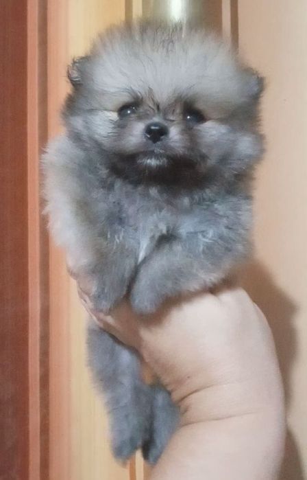 Шпицы готовы к переезду