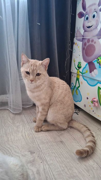 Отдам кота домашнего