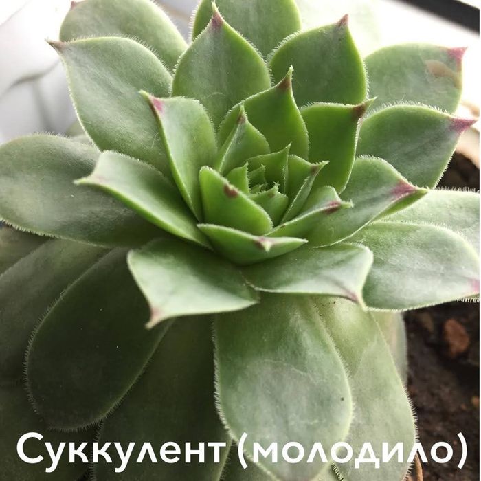 Цветок многолетний Молодило