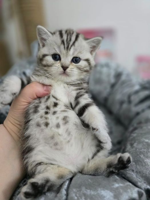 КоТикИ шоТлаНдские