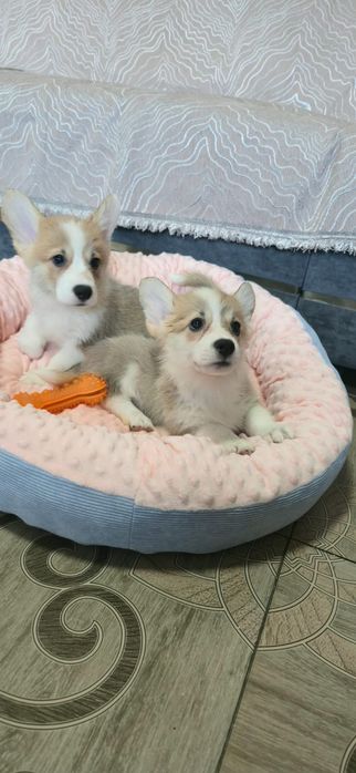 Предлагаю Вельш корги-пемброк