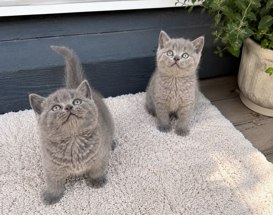 British Shorthair