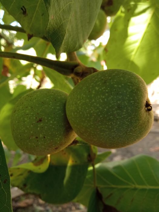 Nuci în coajă verde super calitate