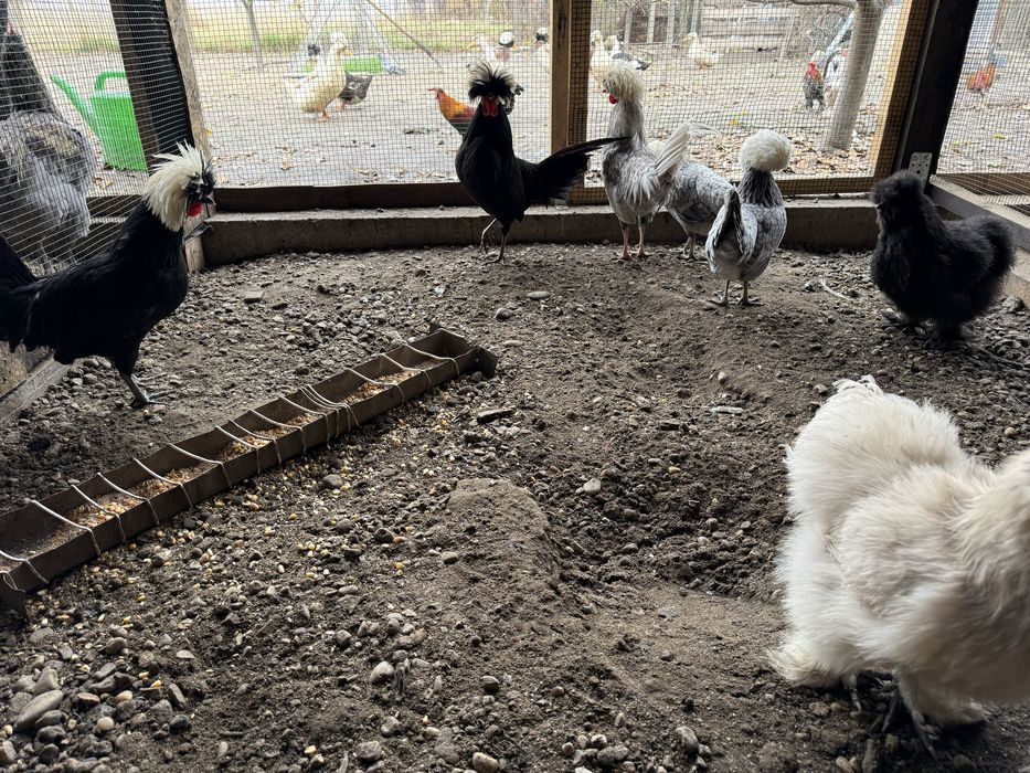 Vend cocosei din rasele: mastade japoneza , motata olandeza