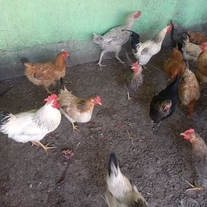 Яйца на инкубатор Адлер кучин