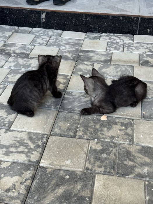 британский скоттиш страйт