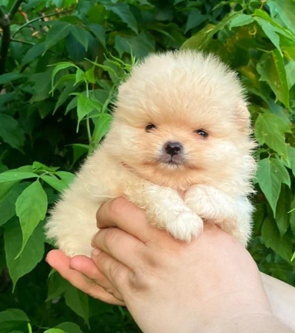 Продам щенков шпица.