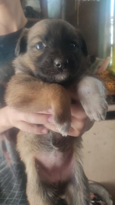 Отдам щенков дворняжек