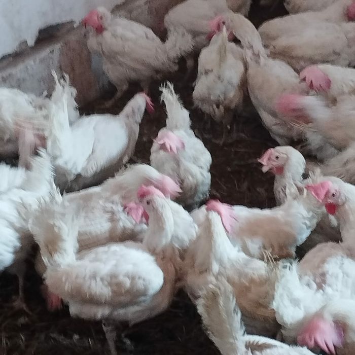 куры  курицы курица