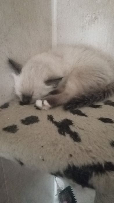 Котенок сиамскии 2 месяца