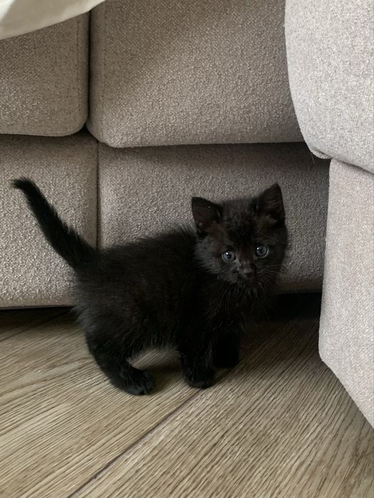 Кошечку ОТДАМ срочно