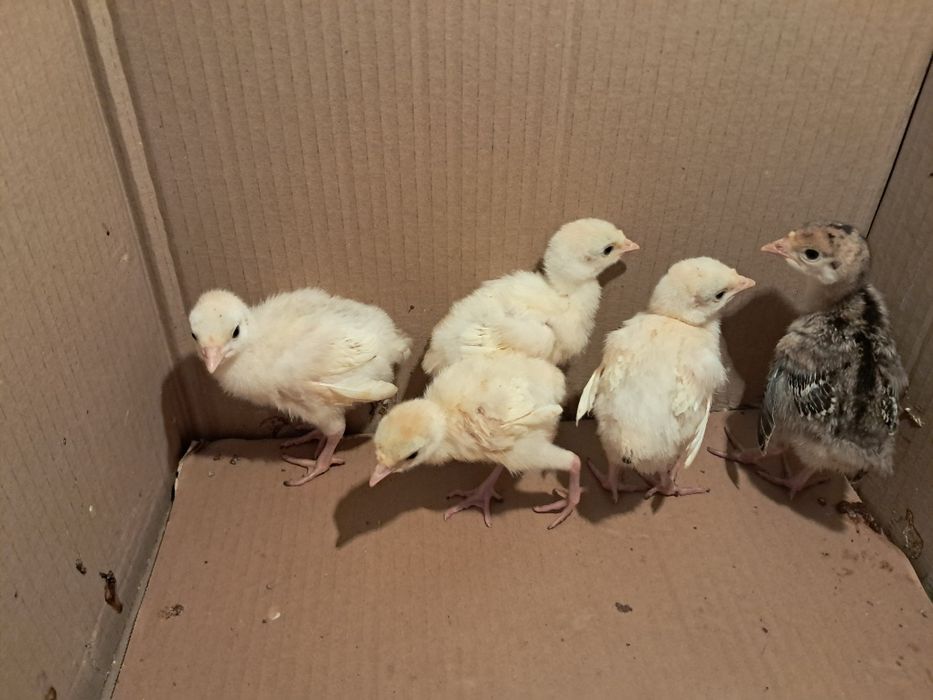12 Pui de curcă de casă!