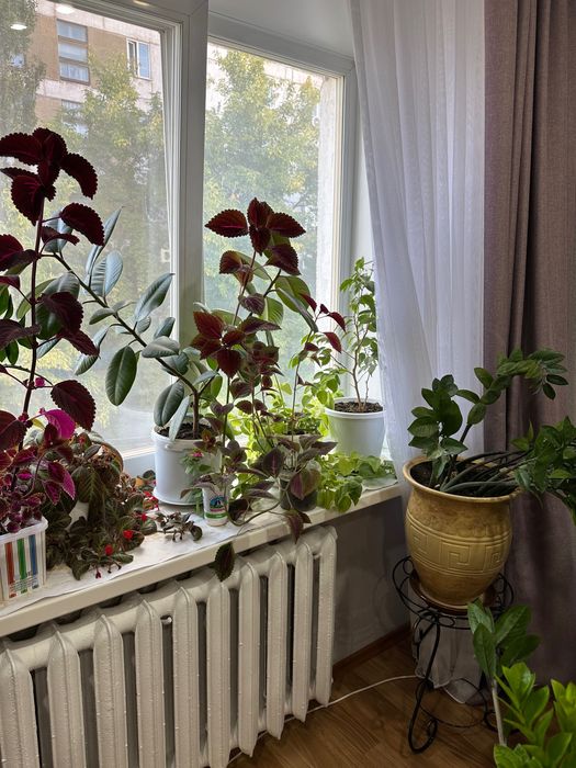 Продам цветы разные