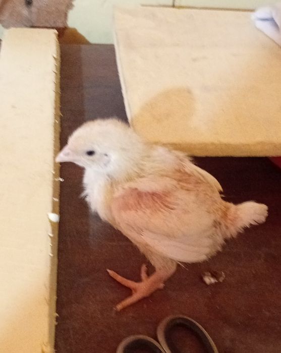 Цыплята броллеры