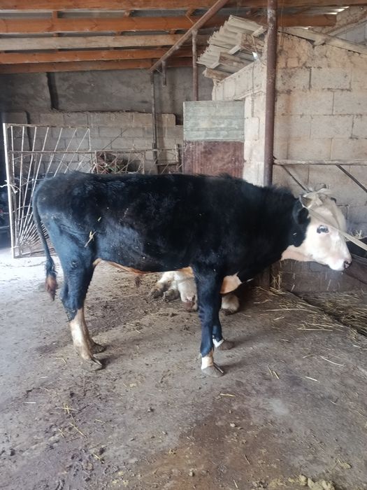 Еркек тана сатылады