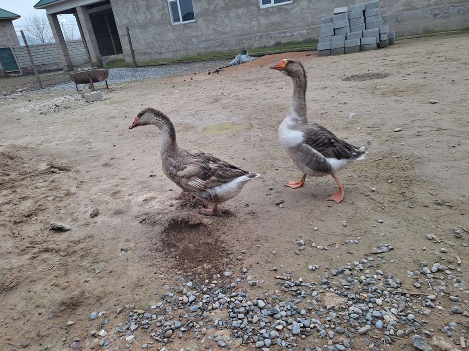 Российски қаз/гус