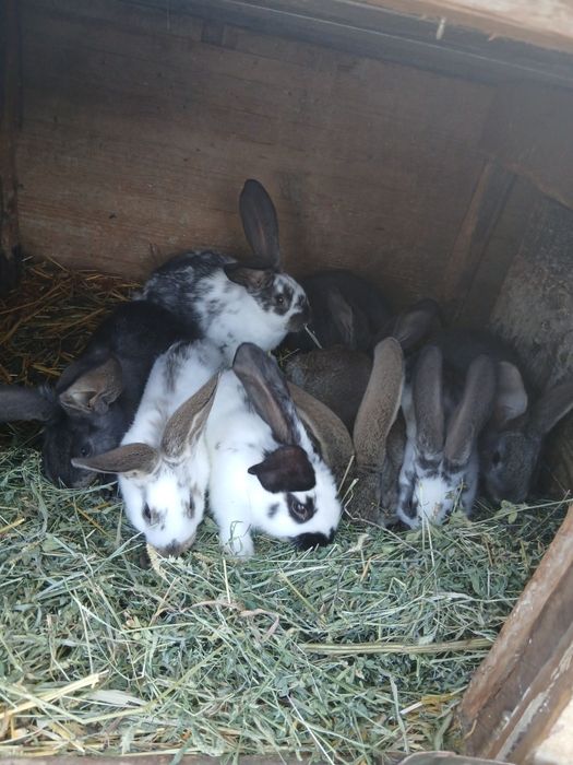 Vând iepuri Uriaș si hycole