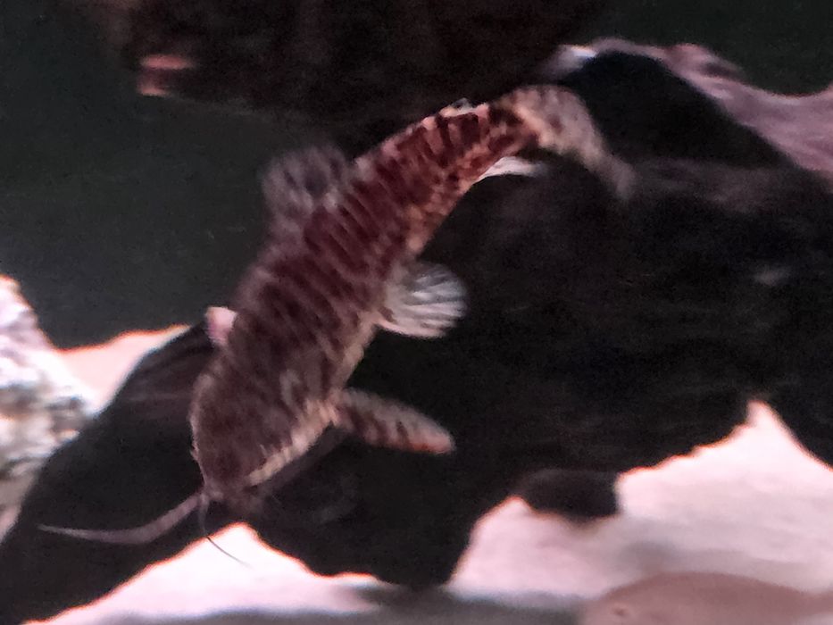 Сомики Таракатум 2шт.