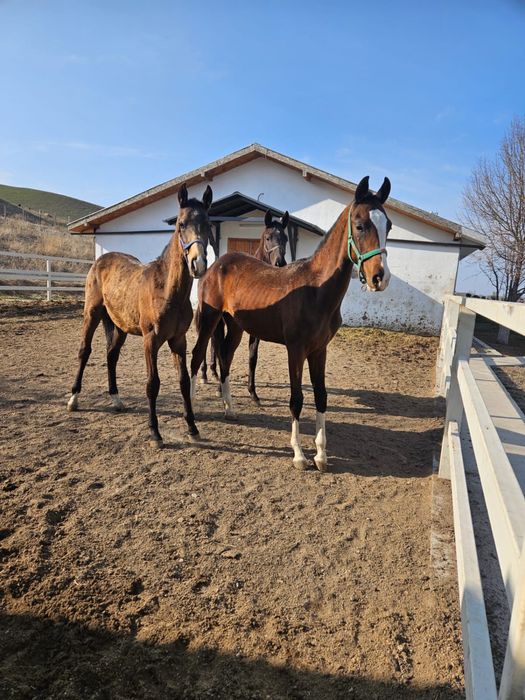 Продаются годовалые жеребцы