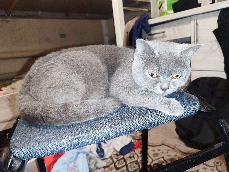 скоттиш страйт кулранг мушук