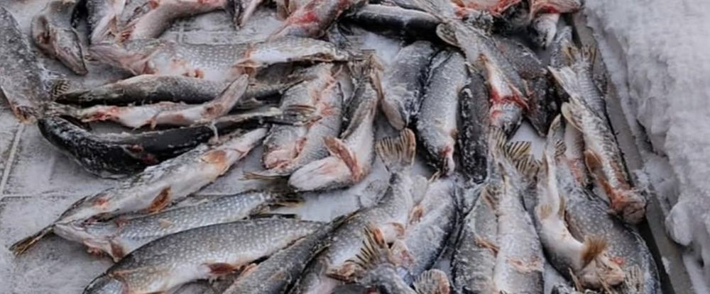 Щука свеже мороженная