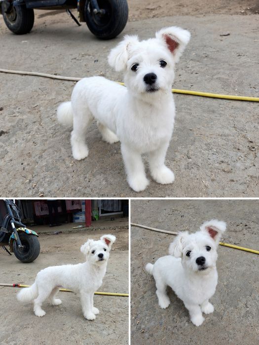 Catelusa Bichon maltez de vanzare 6 luni