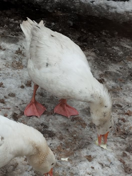 Vând  rățoi și Gâscăn