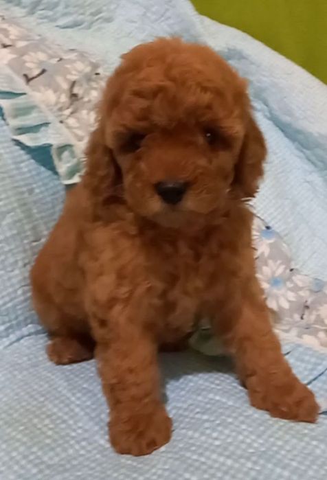 Готовятся к продаже щенки пуделя