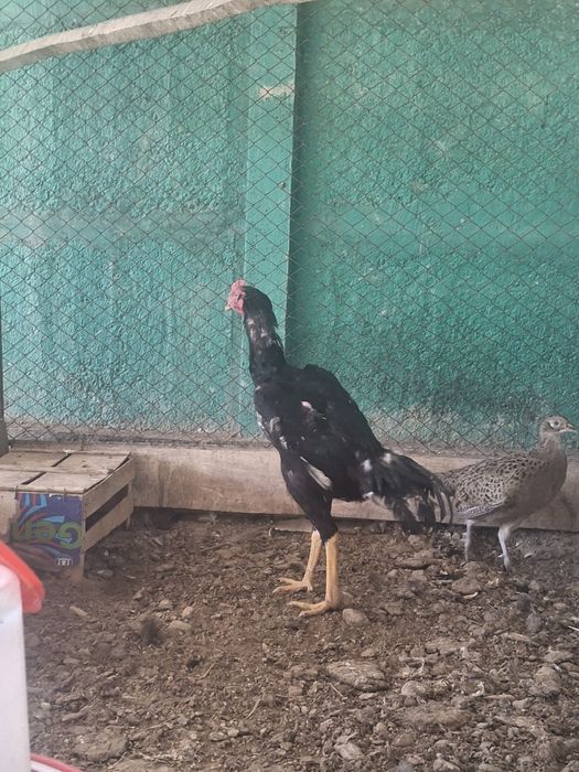 Дакан қораз сатылады.