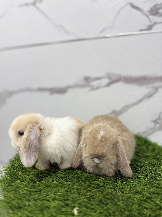 Болалар учун совга куйончалар