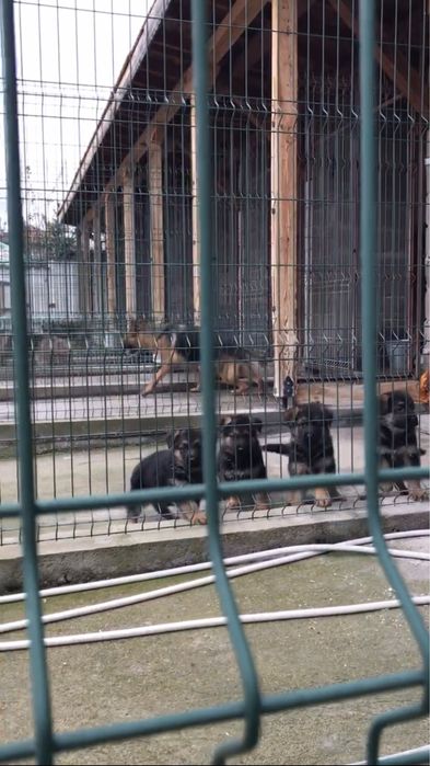 Родословни Немски Овчарки