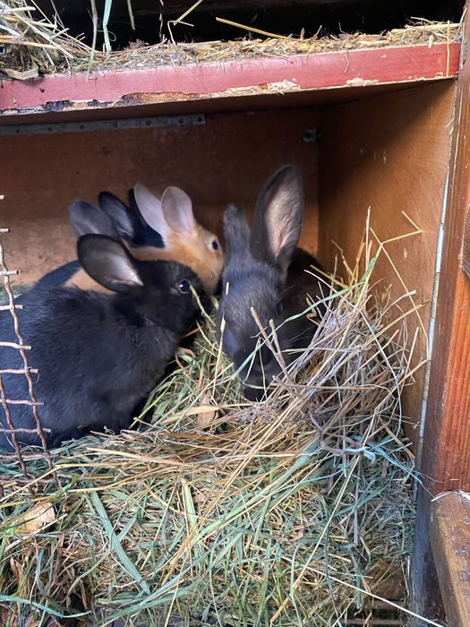 Кролики 4 месяца
