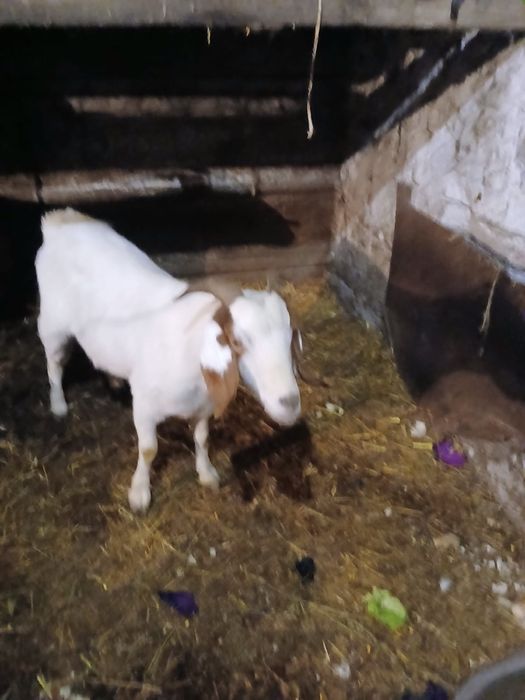 Capra boier de vanzare