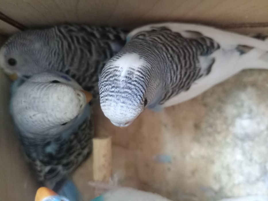 Папугай сатилади