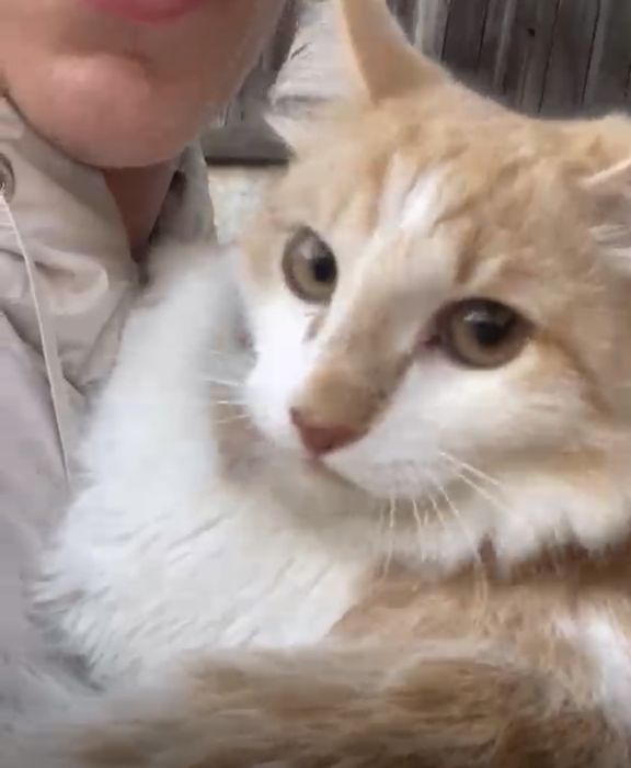 Котик молодой потеряшка