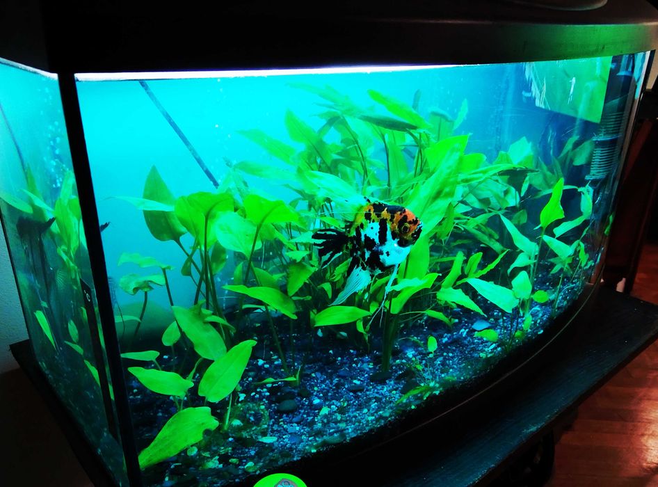 Acvariu full echipat+pesti,plante,filtru extern,intern,etc