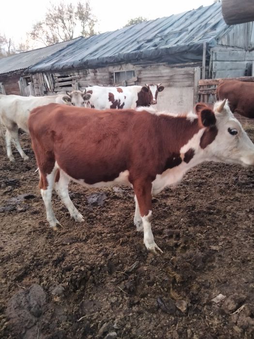 Продам тёлочку 1,6 месяцев.