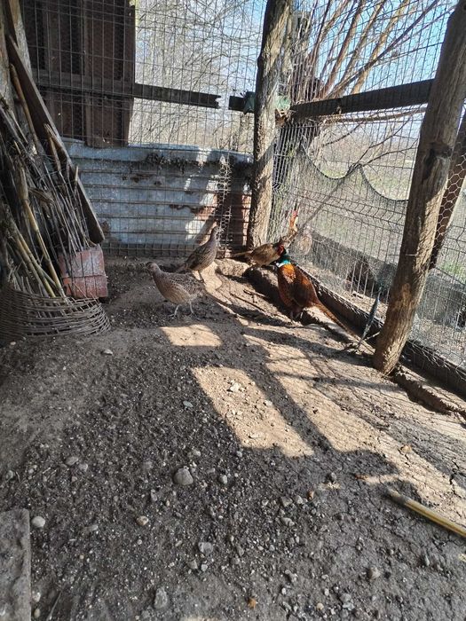 Fazani comun, recomandat consumului sau crescatorie