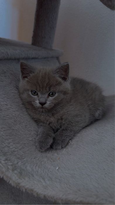 British shorthair