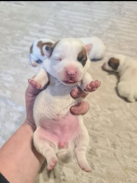 Джек рассел терьер