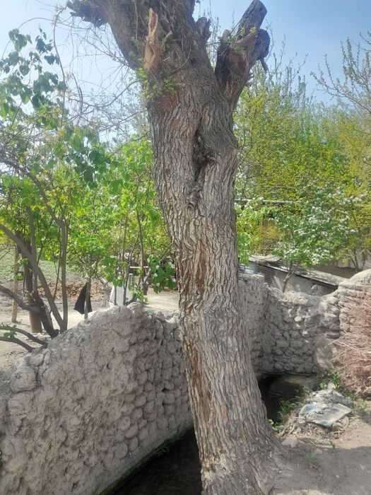 Туд дарахти сотилади