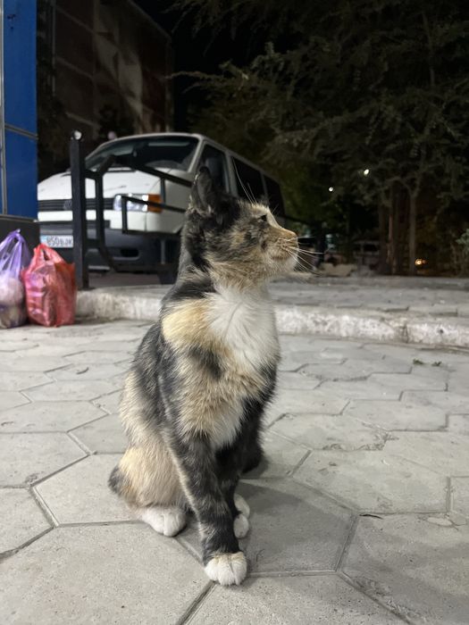 Бесплатно в добрые руки
