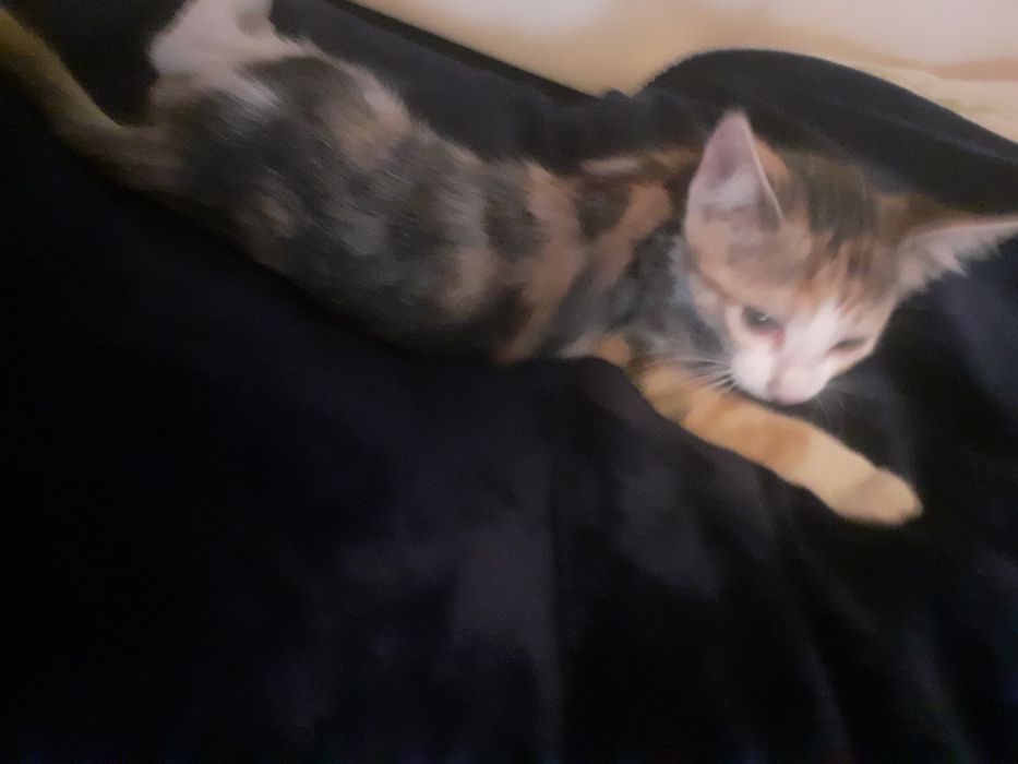 Donez doua pisicuțe jucăușe și învățate cu oameni și cu copii