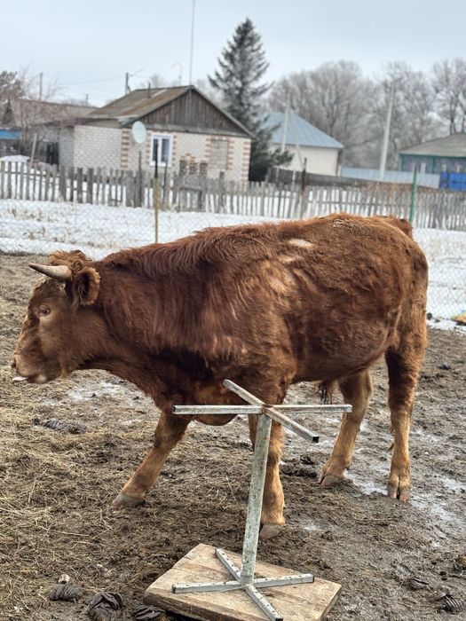 Продам быка, 2 года
