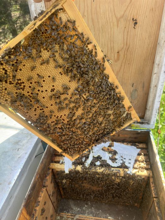 Свои Пчёлы - Свой Мёд