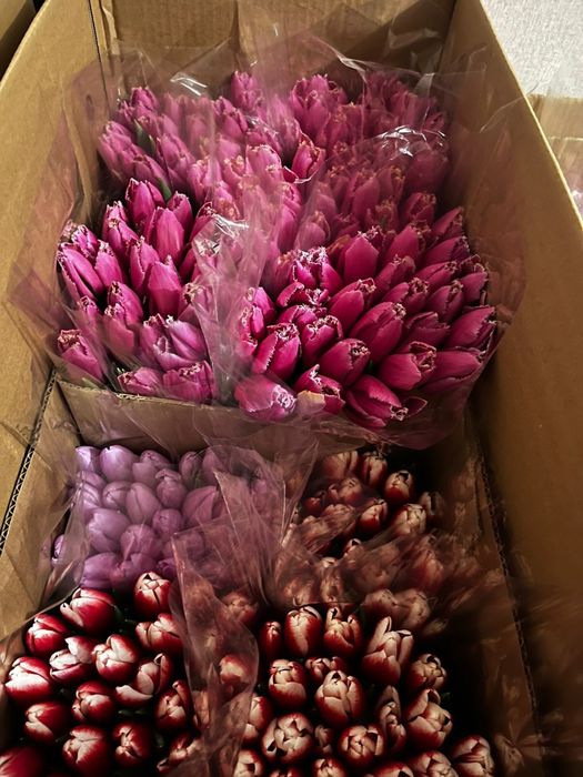 Тюльпаны на 8 марта