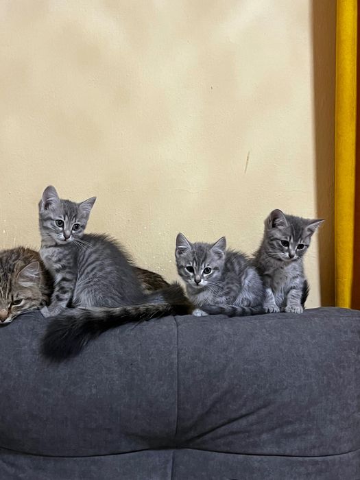 Отдам котиков в добрые руки