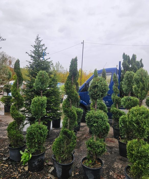 Лейланди и декоративни растения